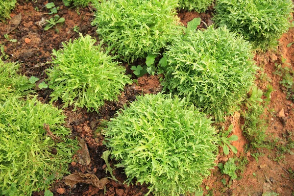 Green Ruccola Plants Growing Garden — Stock Photo, Image