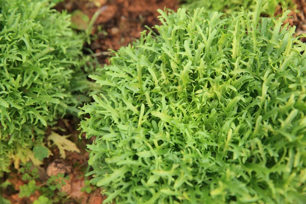 Garden Ruccola yaprakları
