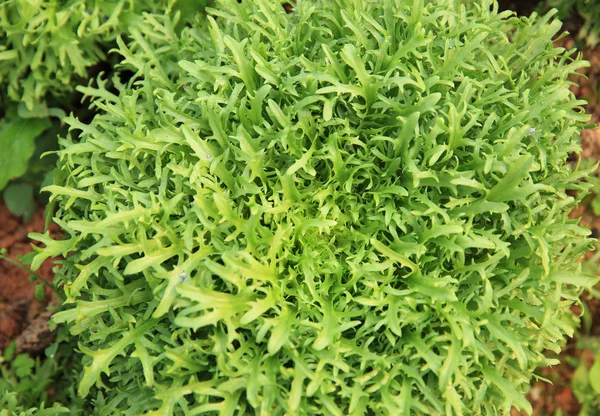Garden Ruccola yaprakları