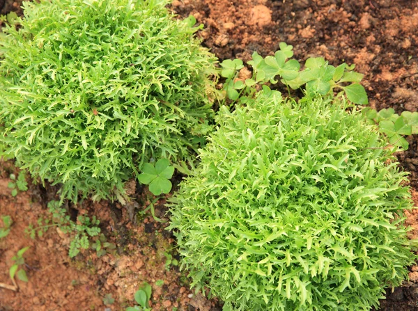 Garden Ruccola yaprakları