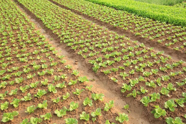 Hojas de lechuga verde — Foto de Stock