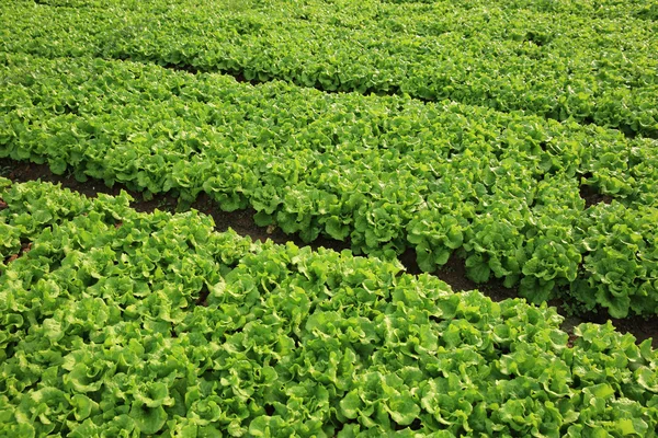 Hojas de lechuga verde — Foto de Stock