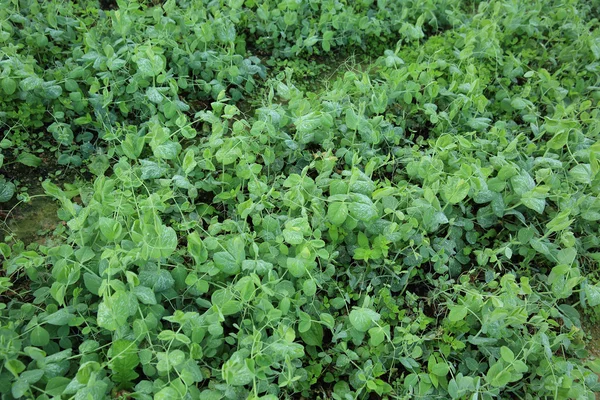 Green pea leaves — Stock Photo, Image