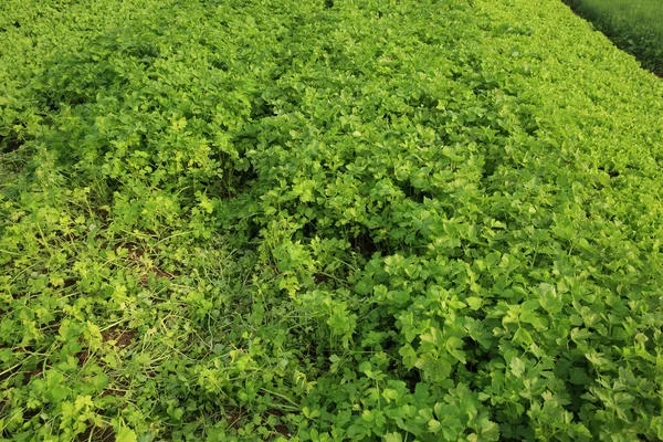 Selleriepflanzen Wachsen Gemüsegarten — Stockfoto