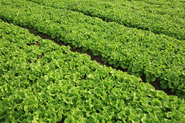 Yeşil marul yaprakları