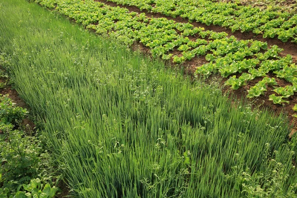 Groenten planten verscheidenheid — Stockfoto