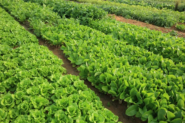 sebze bitkilerin çeşitli