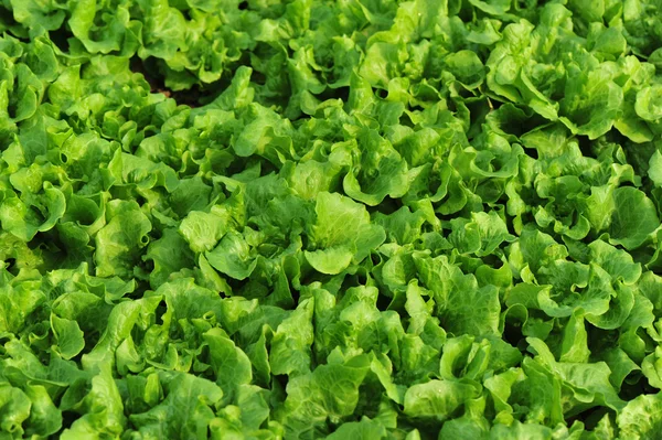 Green Lettuce Leaves Growth Vegetable Garden — Stock Photo, Image