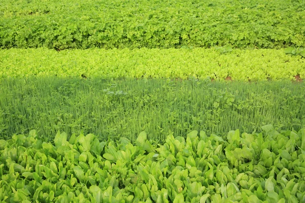 Gemüsepflanzenvielfalt — Stockfoto