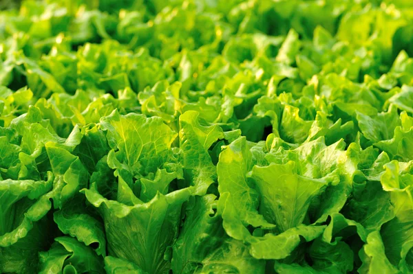 Green lettuce leaves — Stock Photo, Image