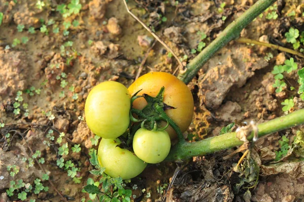 Pomodori coltivano a giardino — Foto Stock