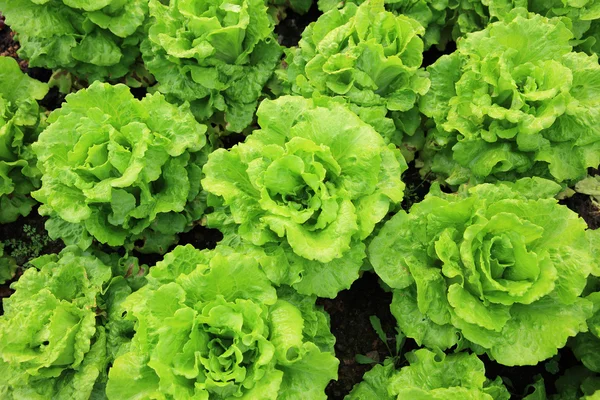 Green Lettuce Leaves Growth Vegetable Garden — Stock Photo, Image