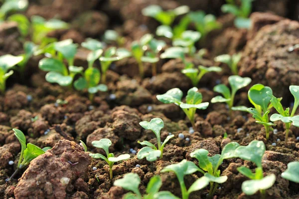 Groene Spruiten Groei Tuin — Stockfoto