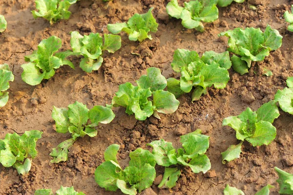 Zöld saláta levelek — Stock Fotó