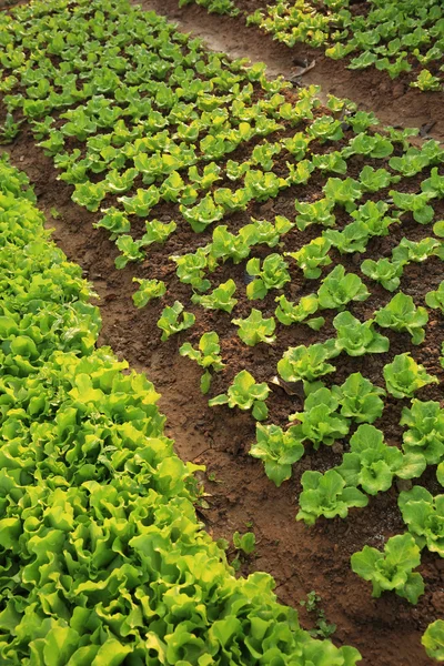 Grüne Salatblätter — Stockfoto