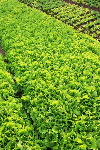 Yeşil marul yaprakları