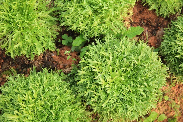 Green Ruccola Plants Growing Garden — Stock Photo, Image