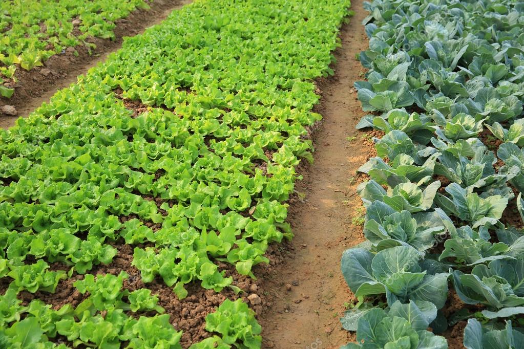 Green lettuce and cabbage crops Stock Photo by ©lzf 102864482