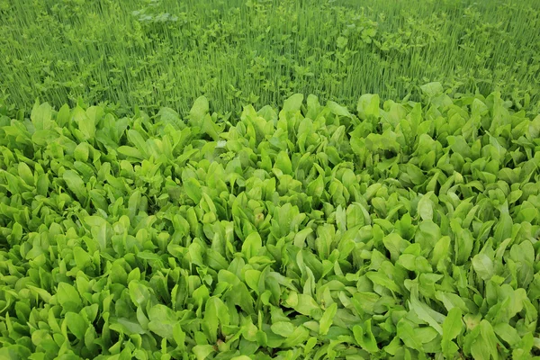 Hagymát és indiai saláta növények — Stock Fotó