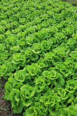 Yeşil salata bitkileri