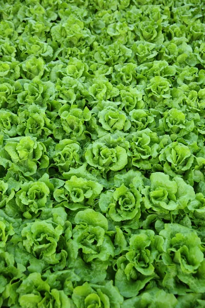 Green lettuce crops — Stock Photo, Image
