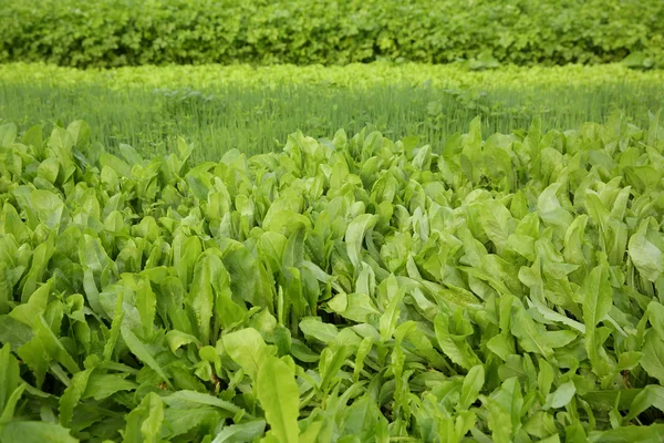 Yeşil kereviz, marul ve taze soğan — Stok fotoğraf