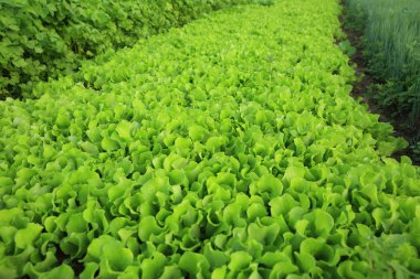 kereviz, marul ve soğan bitkileri 