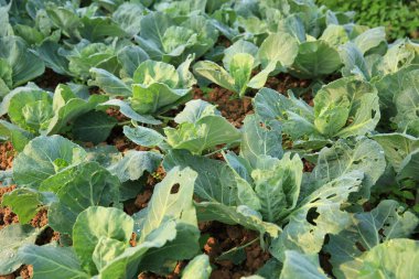 büyüme yeşil lahana 