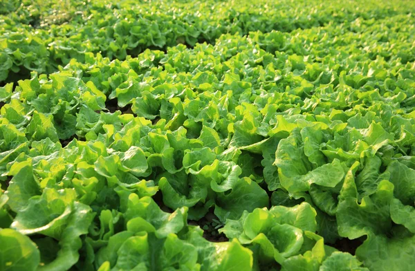 Зелений салат культур — стокове фото