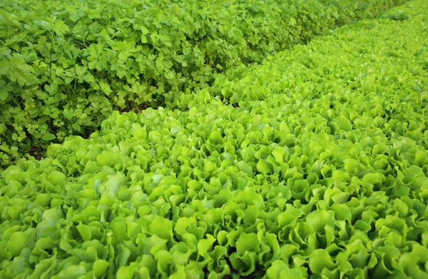 Grüner Salat und Sellerie — Stockfoto