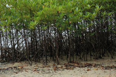 yeşil mangroves Beach