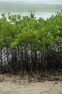 yeşil mangroves Beach