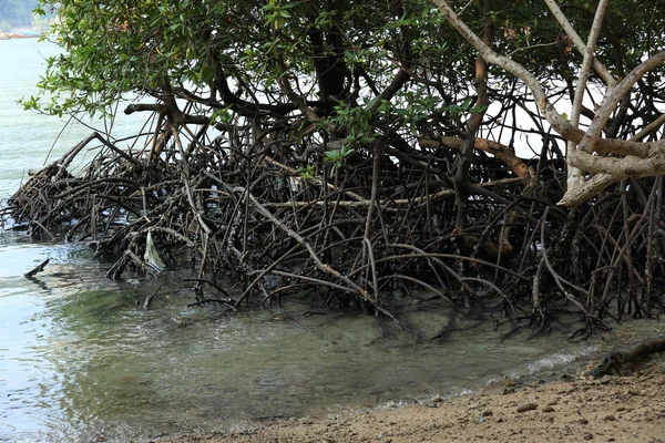 Mangroves vertes à la plage — Photo