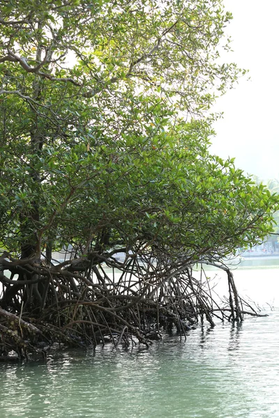 Grüne Mangroven am Strand — Stockfoto