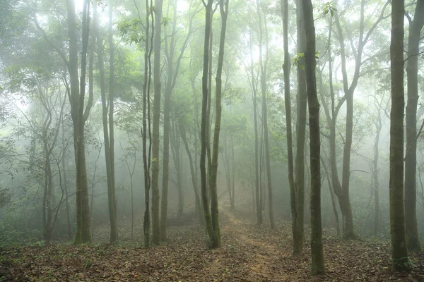 Bosco e sentiero escursionistico — Foto Stock