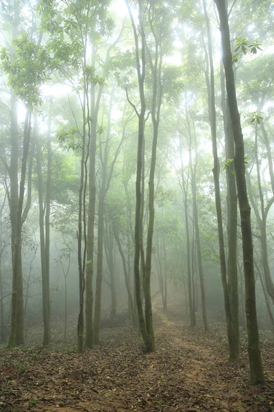 Wald und Wanderweg — Stockfoto