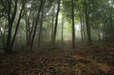 Orman ve yürüyüş iz