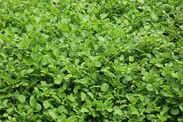 Groene waterkers planten — Stockfoto