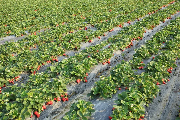 Fraises poussant au champ — Photo