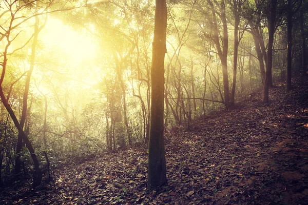 Μονοπάτι Δάσος Και Πεζοπορία Στην Άνοιξη Ομίχλη — Φωτογραφία Αρχείου