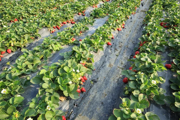 Erdbeeren wachsen auf dem Feld — Stockfoto