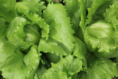 Yeşil salata bitkileri