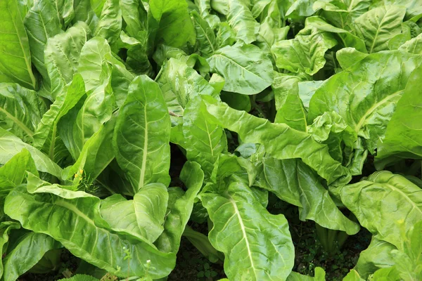 Splitterrüben wachsen im Garten — Stockfoto