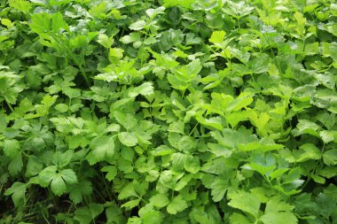 büyüme yeşil kereviz 