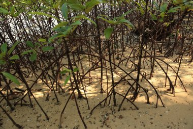 Yeşil mangrov büyüyor