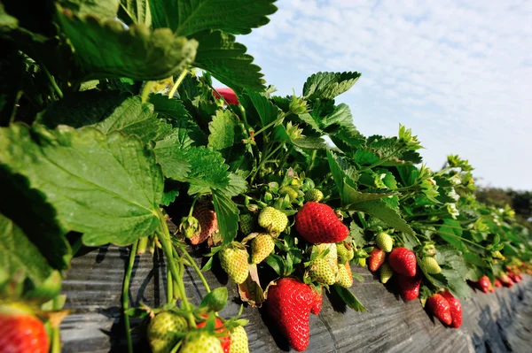 Fruits et fleurs de fraise — Photo