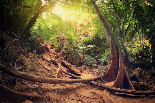 Stromy v tropickém lese — Stock fotografie