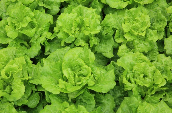 Green lettuce crops — Stock Photo, Image