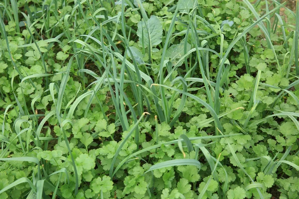 Grüner Koriander im Wachstum — Stockfoto