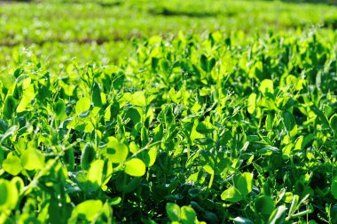 Yeşil bezelye bitkileri büyüme